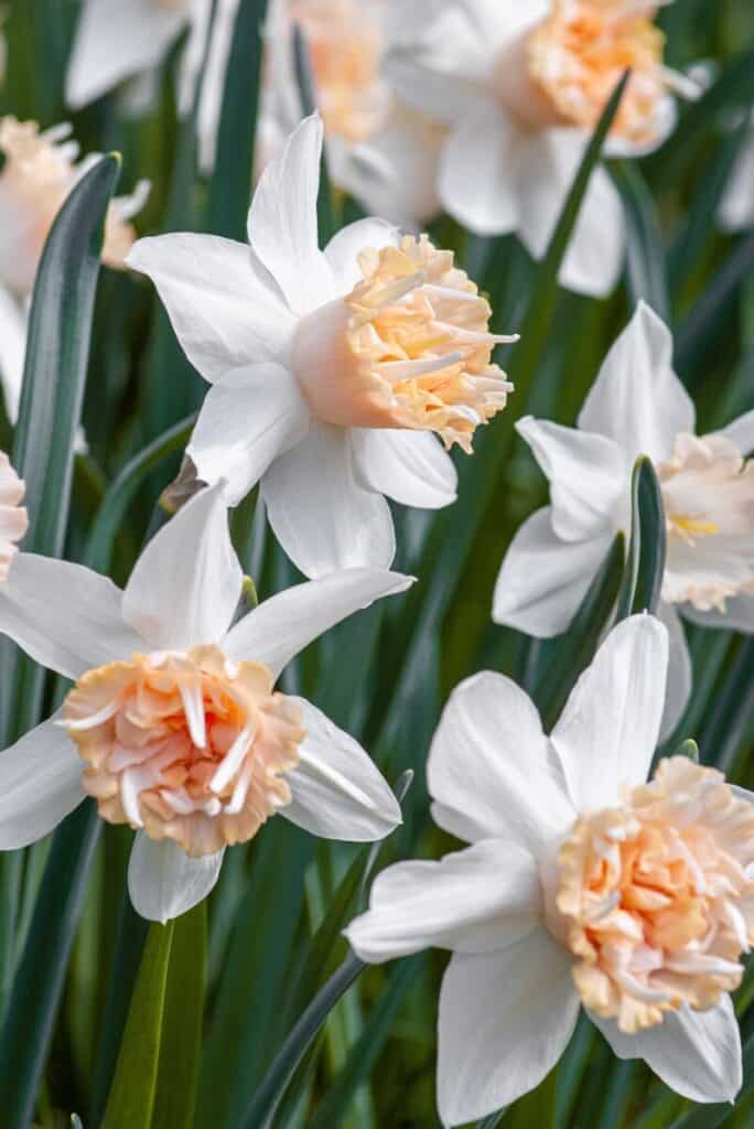 peach and white daffodils