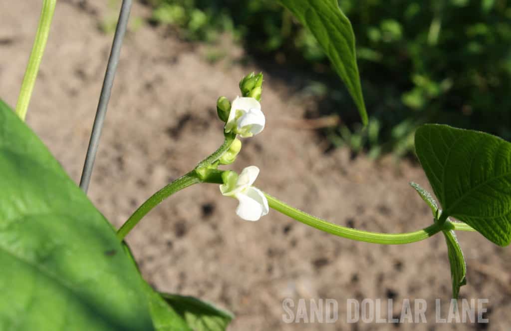 bean flower 