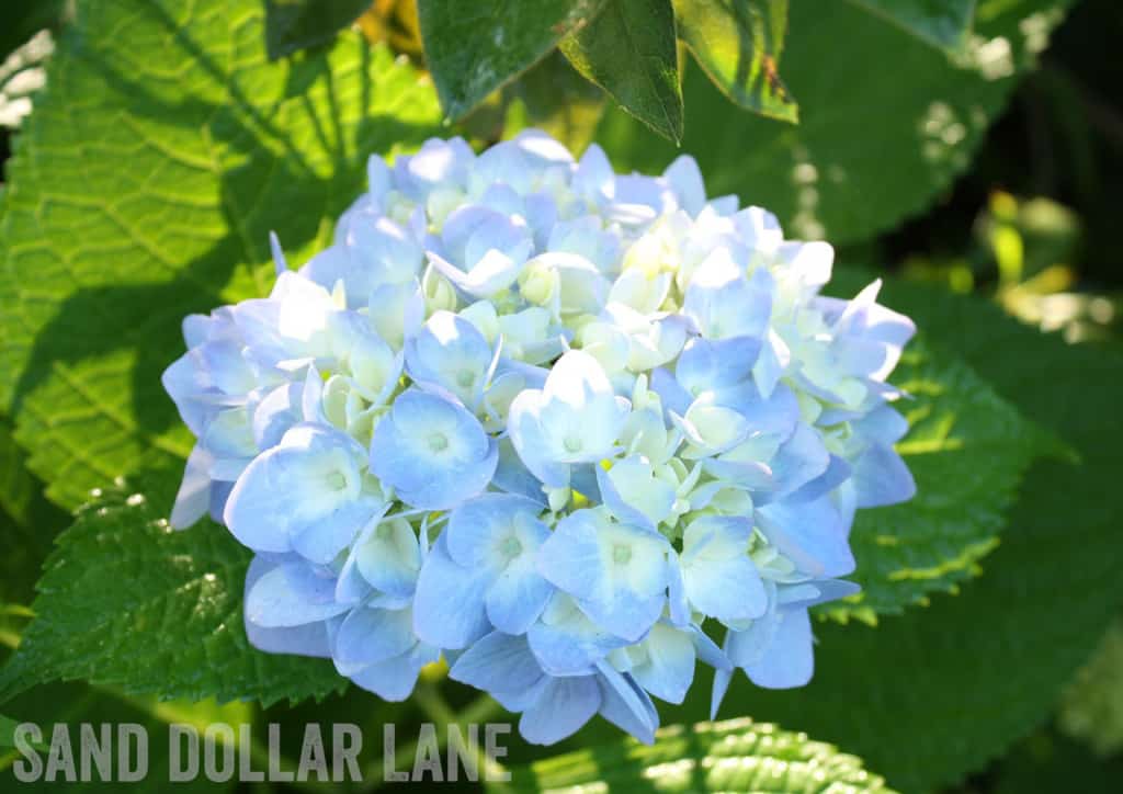 blue hydrangea flower