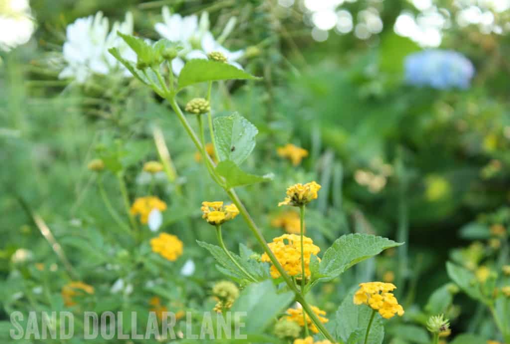 yellow lantana flowers