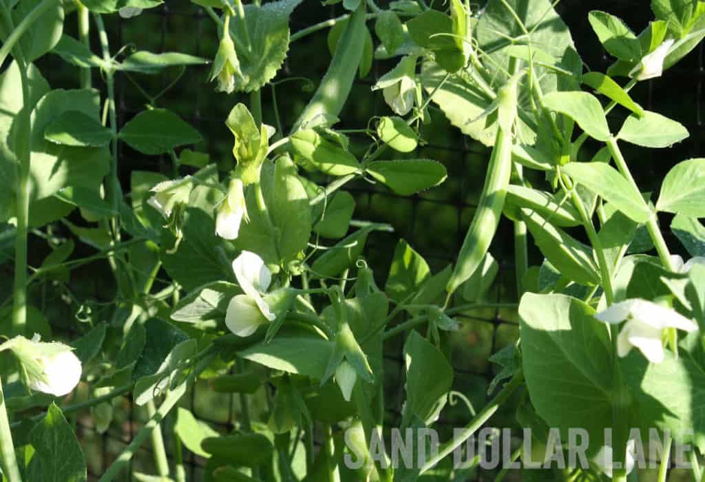 pea flowers