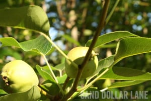 Spring pear tree in coastal NC