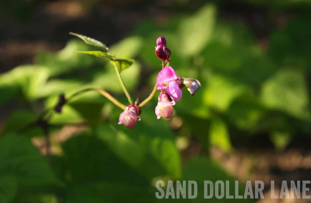 purple bean flower Spring