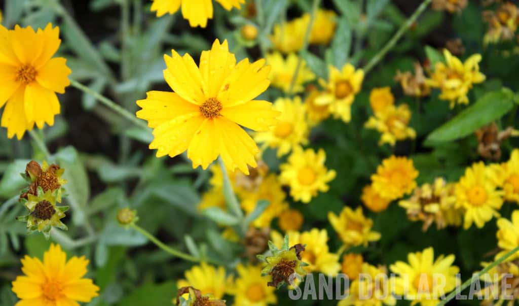 tickseed flower in spring