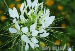 white flower Spring 