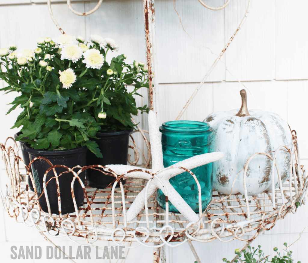 starfish, pumpkins and mums - love!