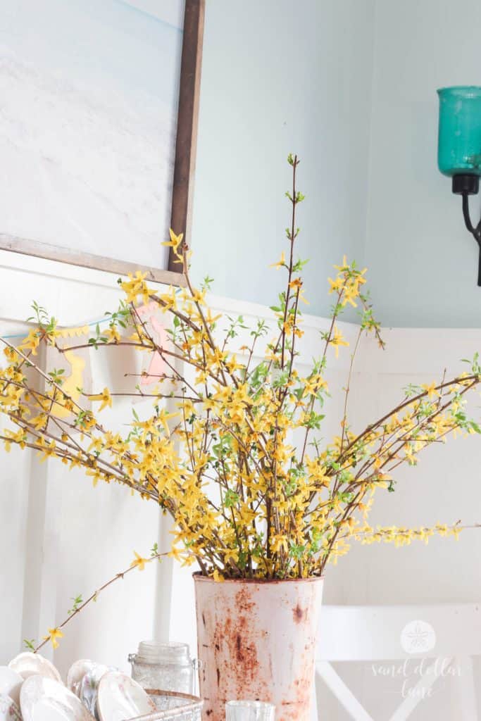 Forsythia in rusty pink sap bucket