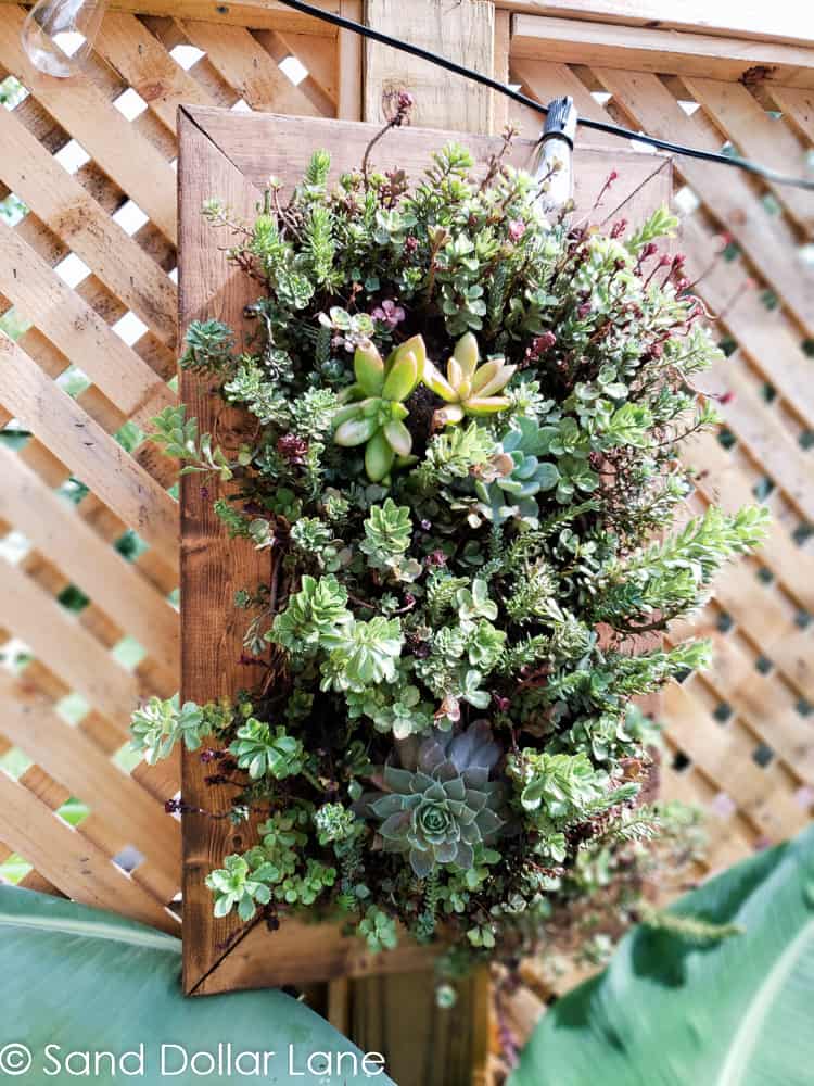 DIY succulent garden