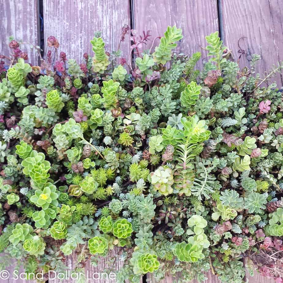 ready to plant sedum for vertical hanging garden