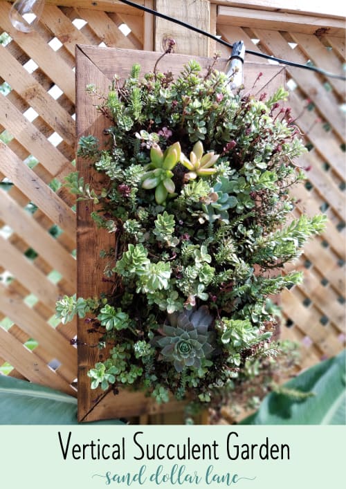 How to build a vertical succulent garden