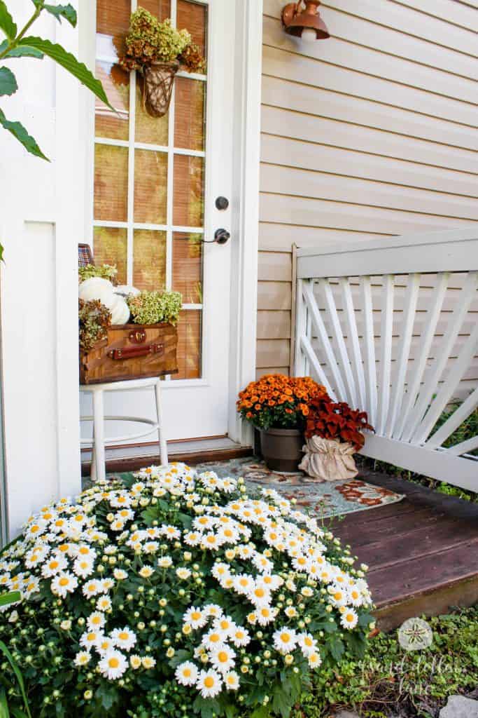 white mums and white pumpkins