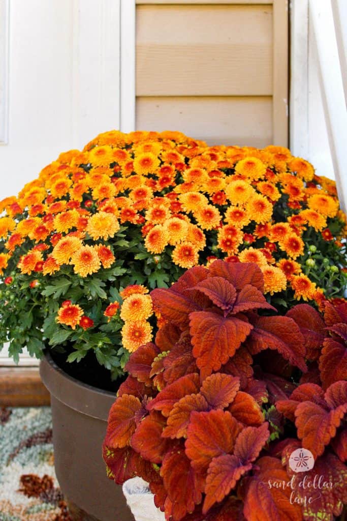 rust colored coleus is perfect for fall decorations