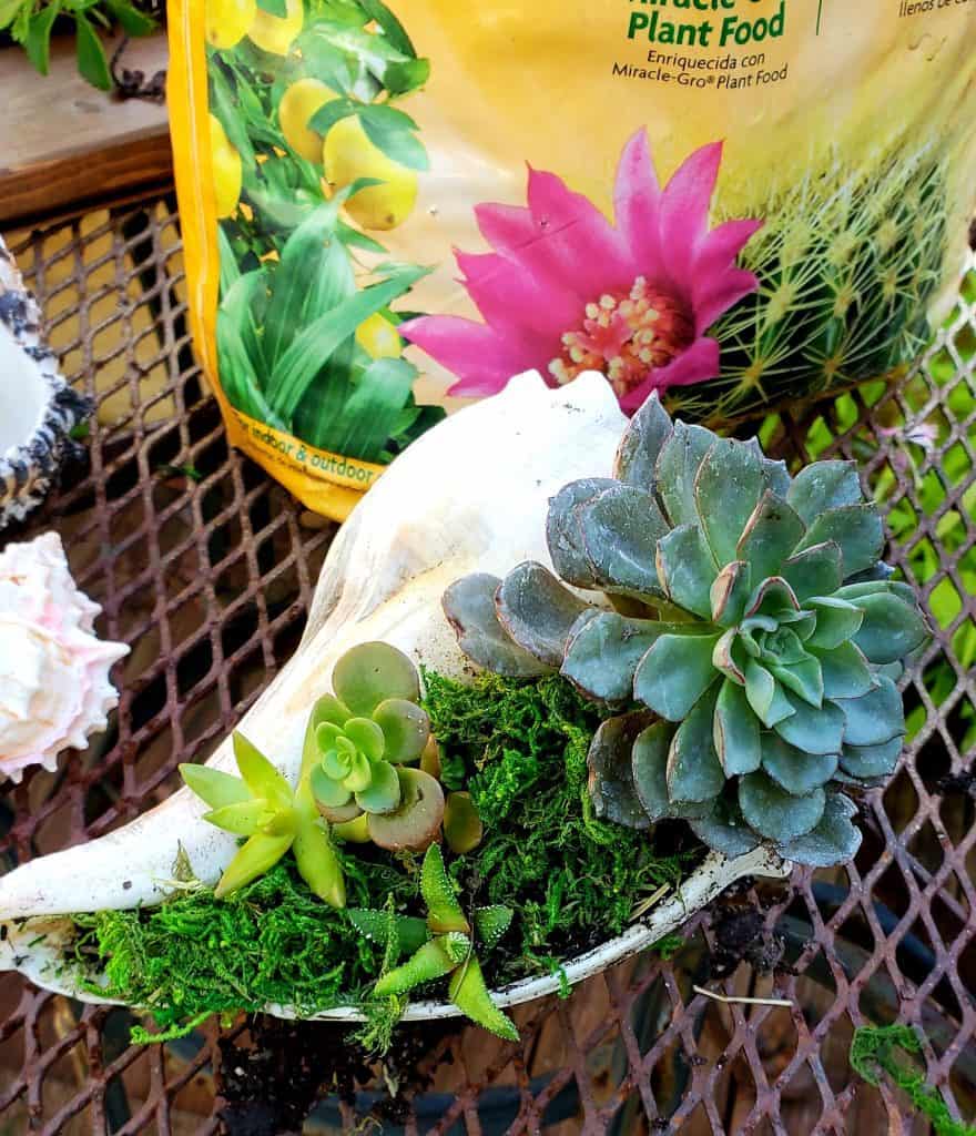 Succulent in Seashell