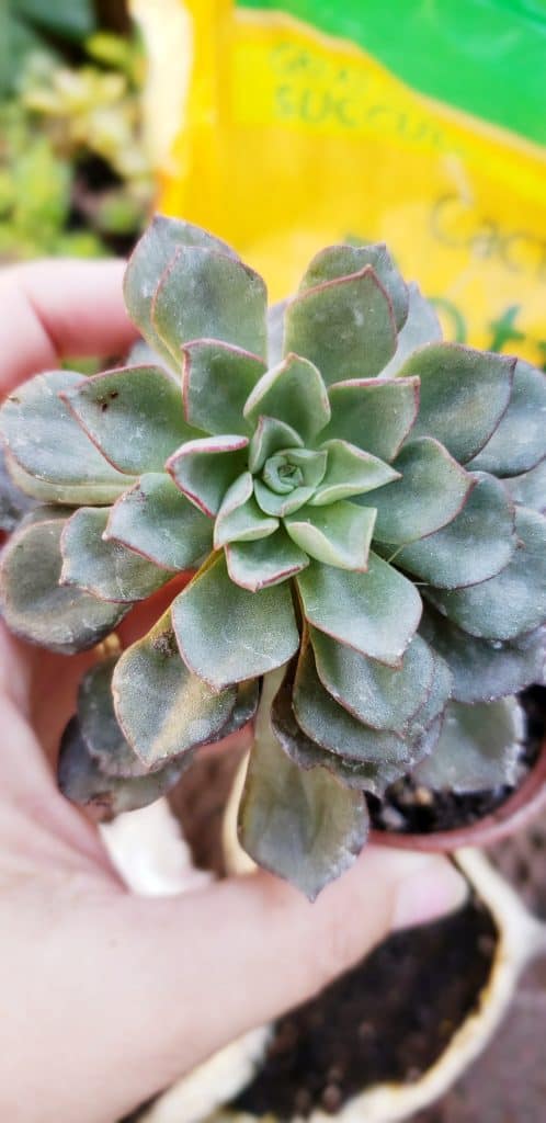 pretty succulent for planting in seashell