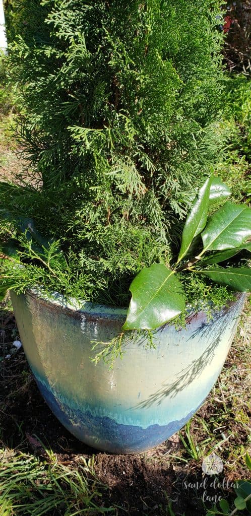 step by step instructions to make an outdoor Christmas planter- Sand Dollar Lane