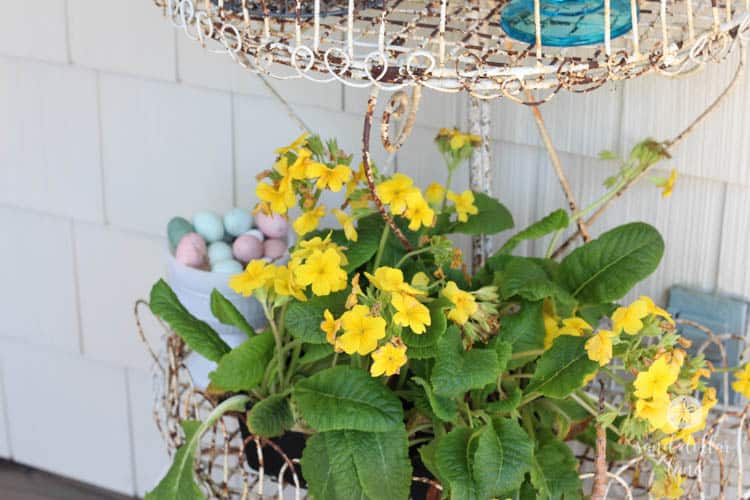 yellow primrose