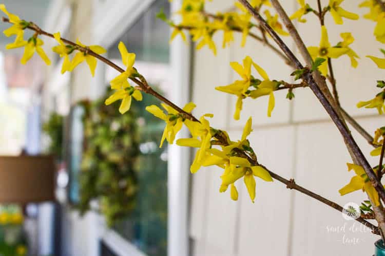 forsythia on front porch