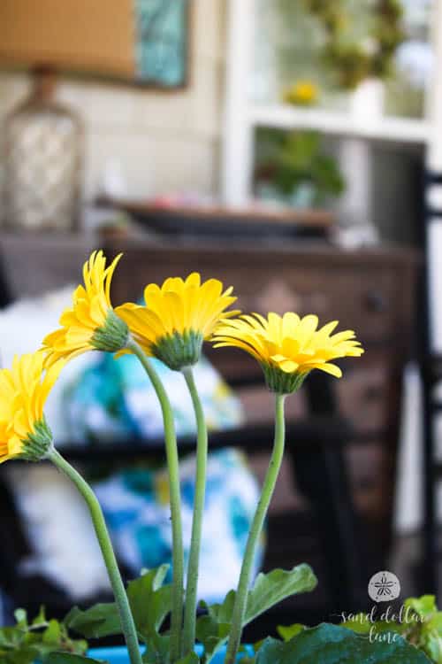 yellow flowers on bright and sunny porch