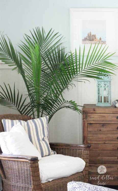 palm tree in coastal living room