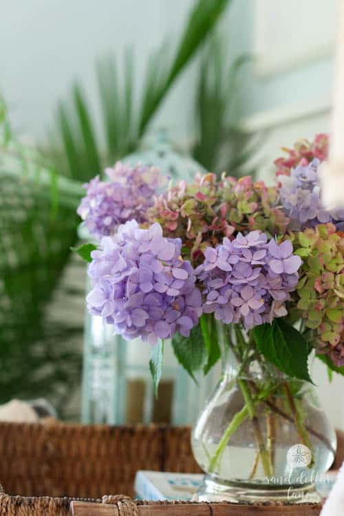 hydrangea flowers