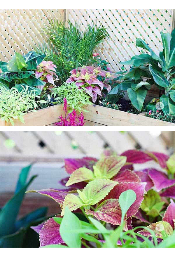 tropical plants