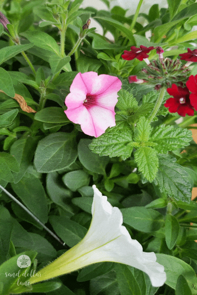 pink petunias