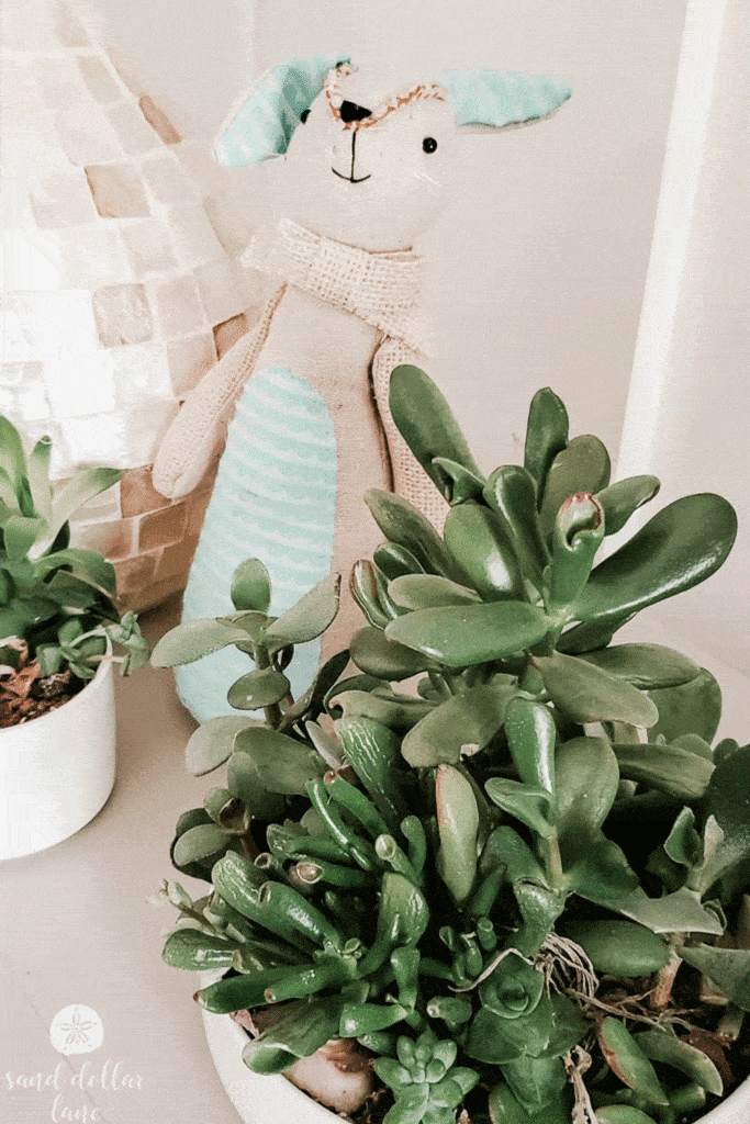 succulents on table