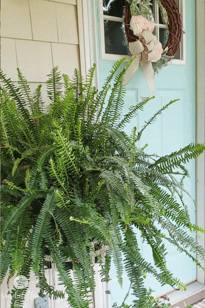 large fern on porch