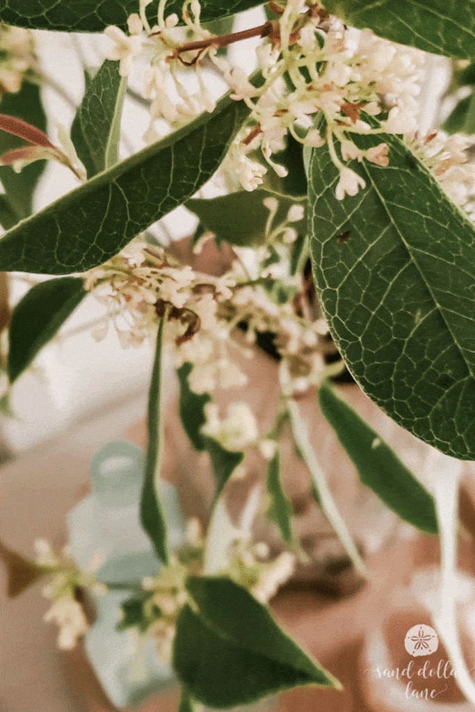 olive tree branches as decor