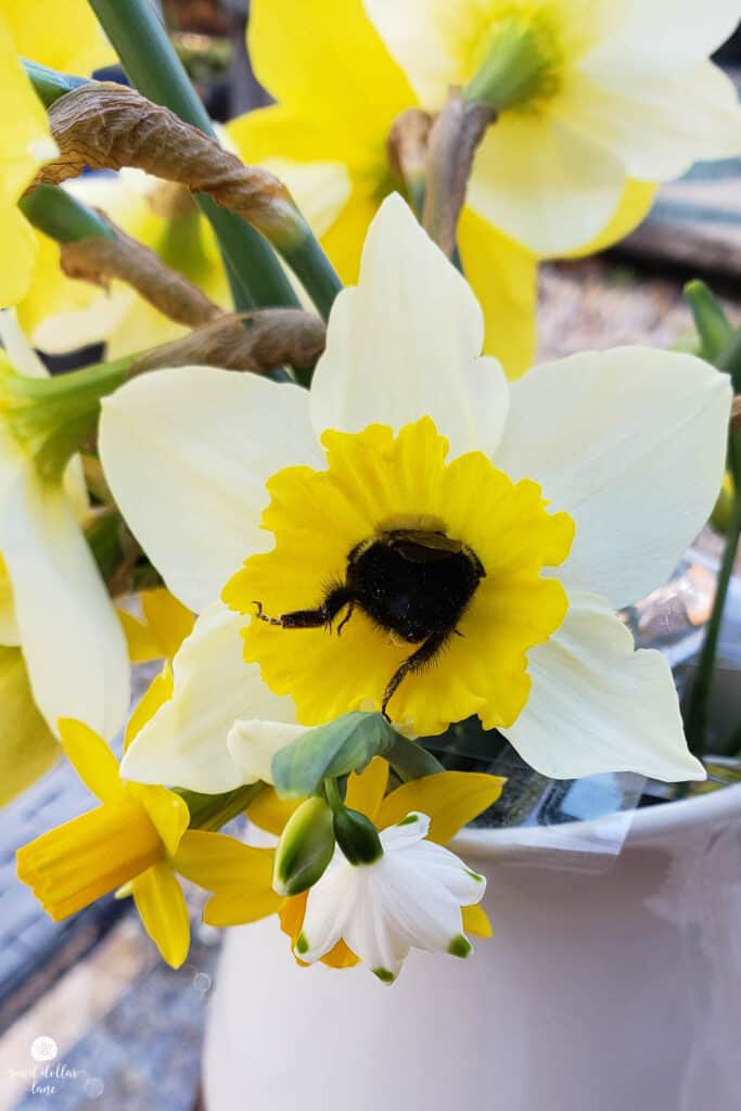 bumblebee in daffodil