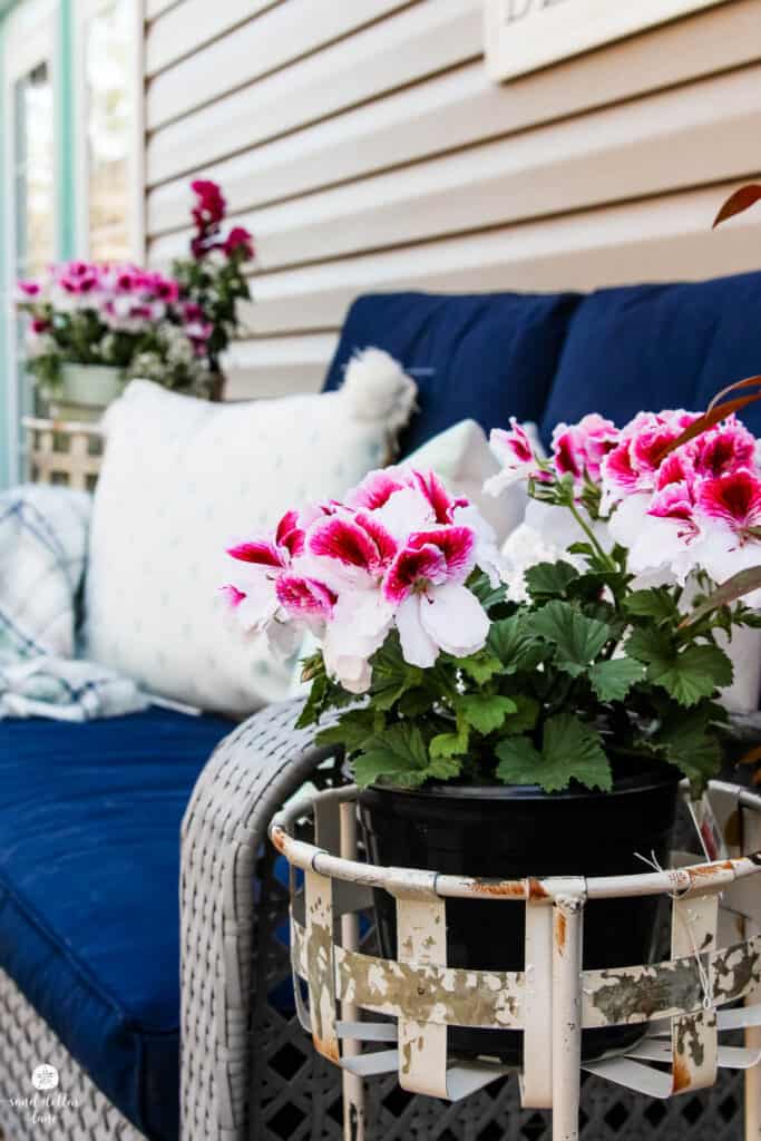 pink and white geraniums