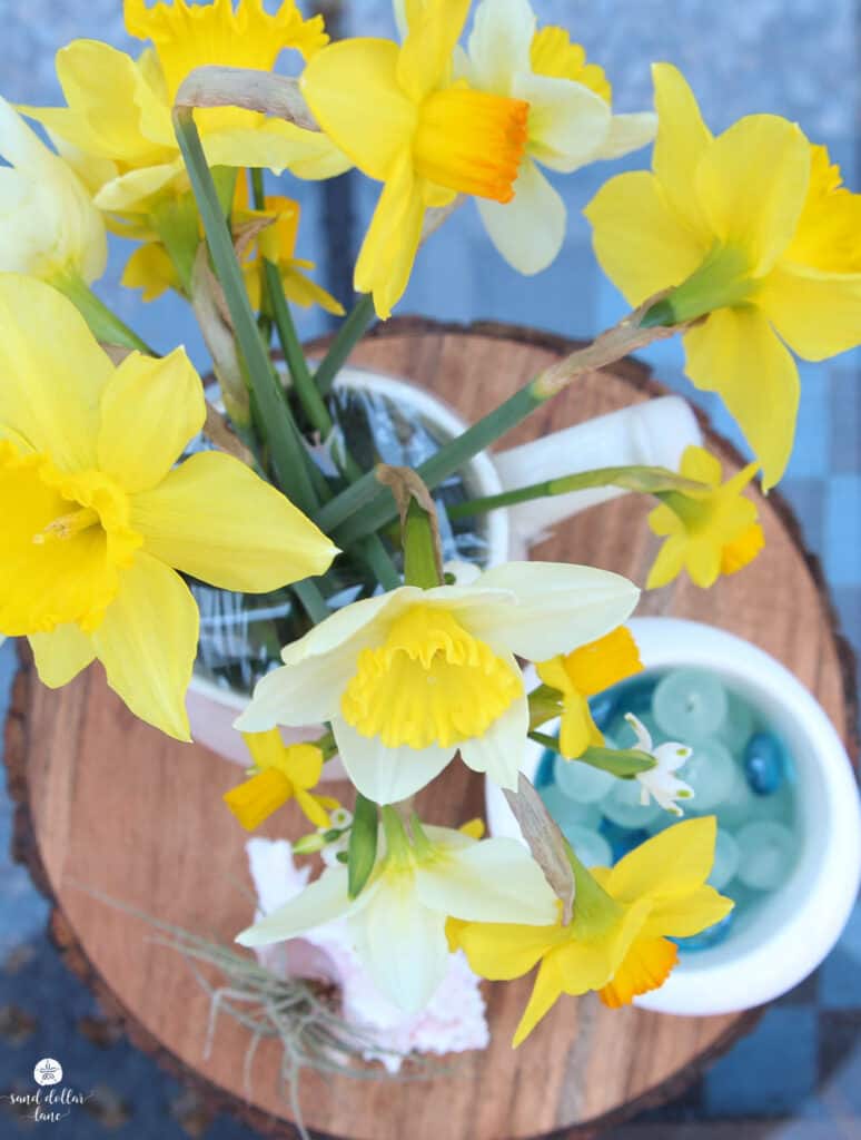 daffodils in vase