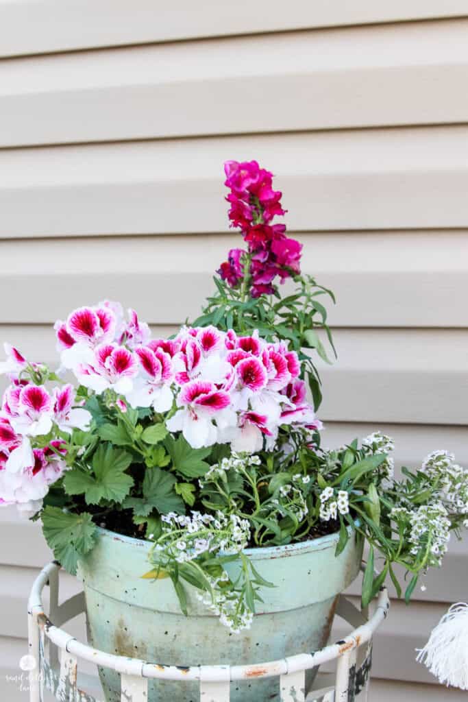 pink and white flowers in pot