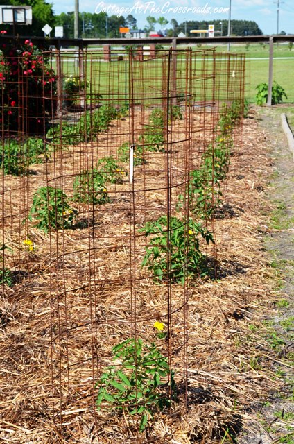 Grow Tomatoes Anywhere with Grow Bags — Meadowlark Journal