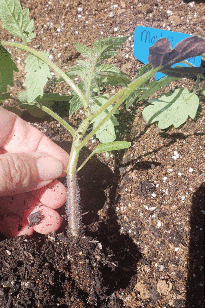 pinching tomato