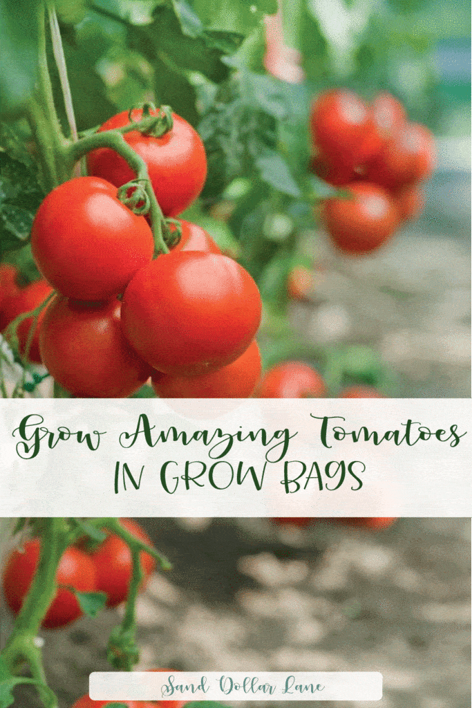 tomatoes in grow bags