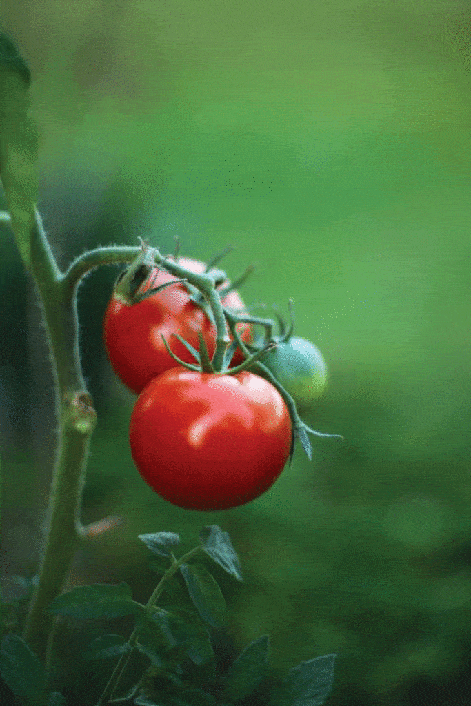 red tomatoes on vine