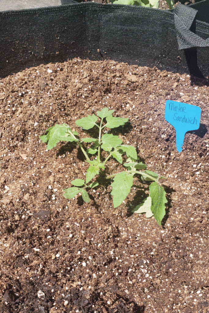 tomato seedling in grow bag