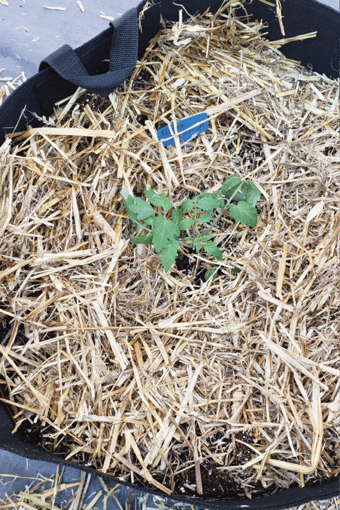 tomato plant mulched with straw