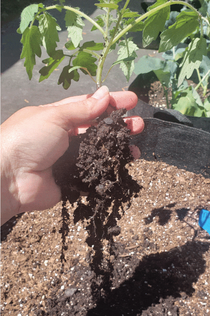 tomato roots in grow bag