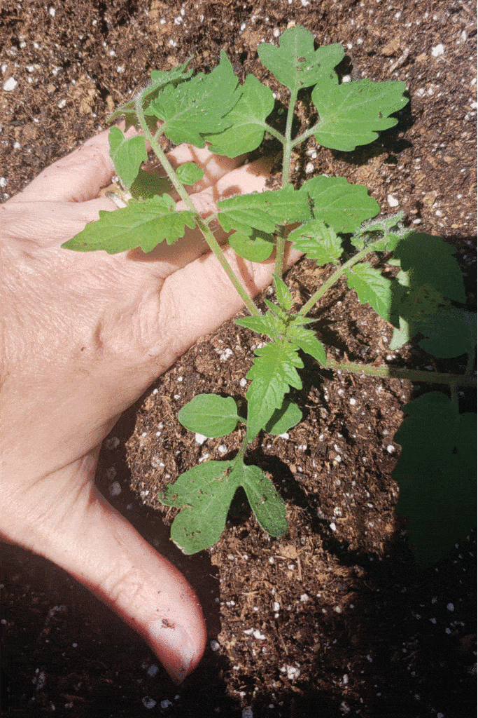 planting tomato