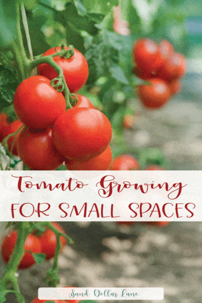 Growing Tomatoes in Grow Bags - Sand Dollar Lane