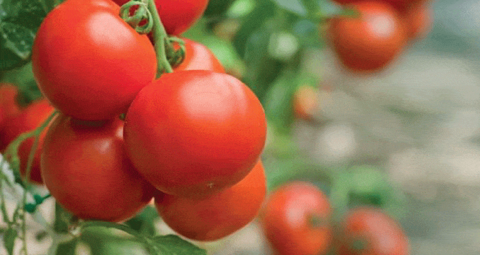 Growing Tomatoes in Grow Bags