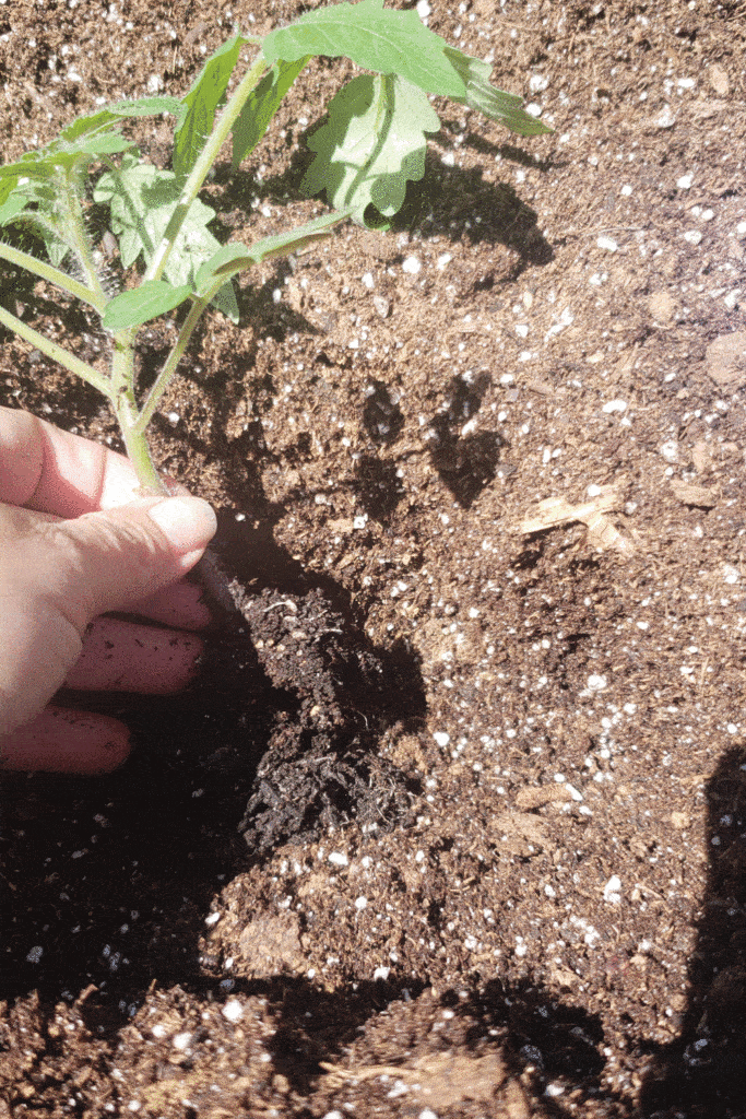 planting tomato in grow bag