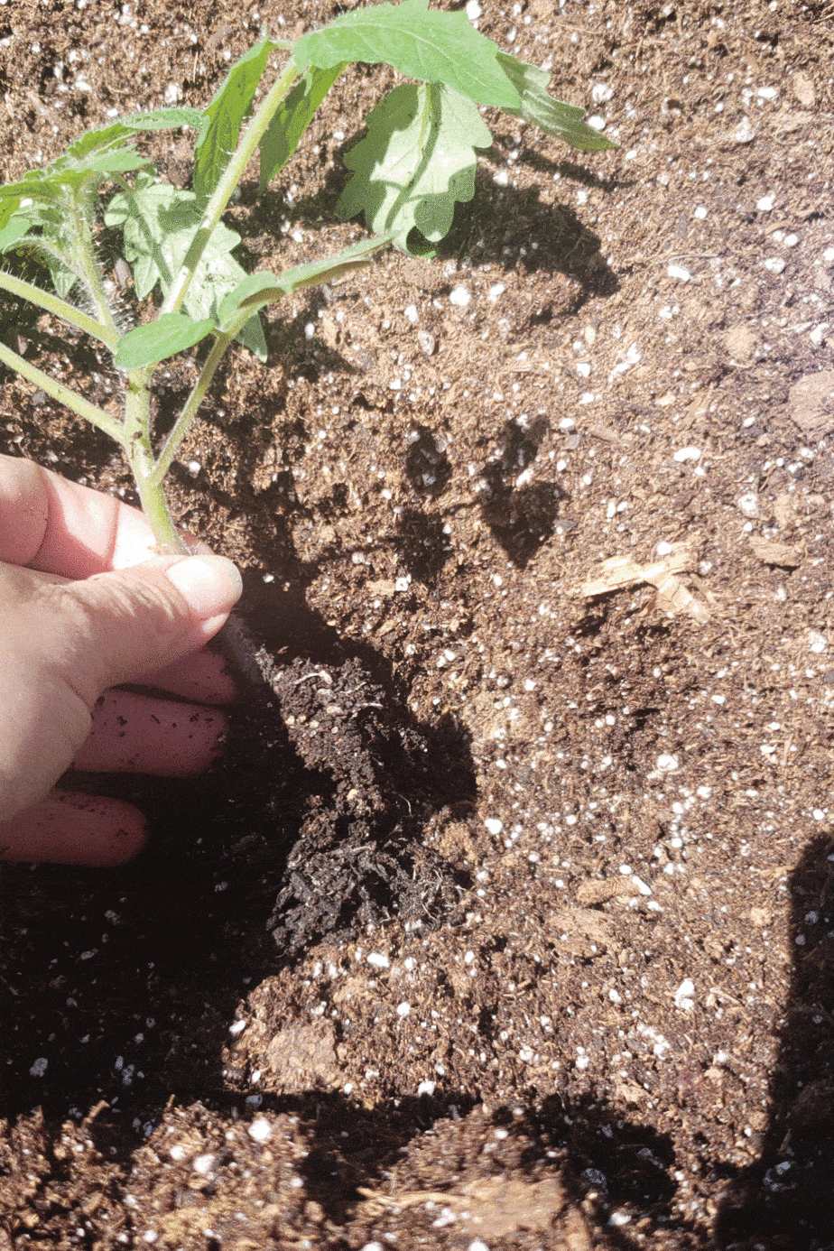 Growing tomatoes in a grow bag - Mud & Bloom