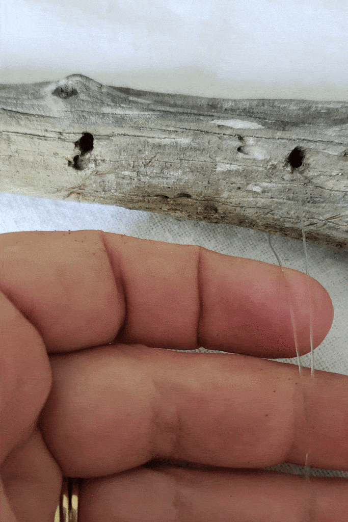 driftwood with holes to make windchime