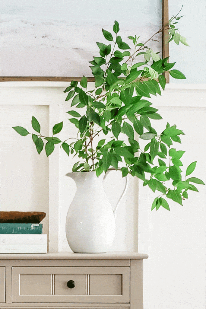 forsythia branches in white pitcher