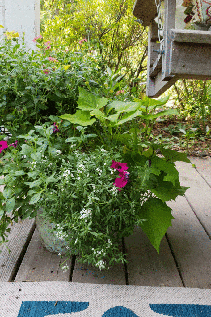 flower pot with sweet potato vine