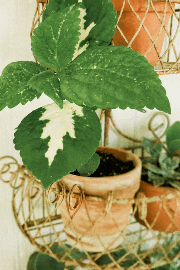 coleus in terra cotta pot in metal plant stand