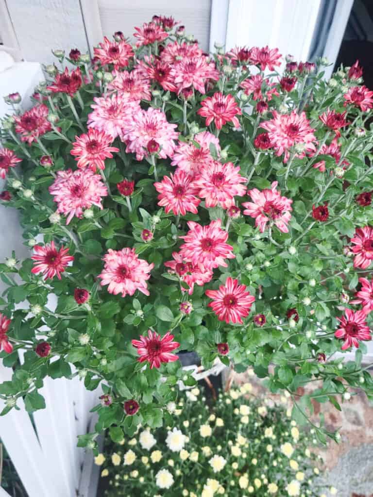 mums in entryway